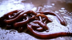 Robaki. Płaski, okrągły, pierścionek